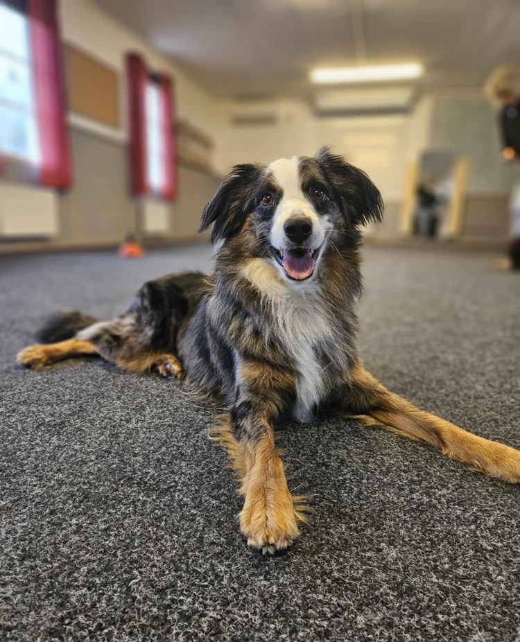 Hund som ligger i träningsrum