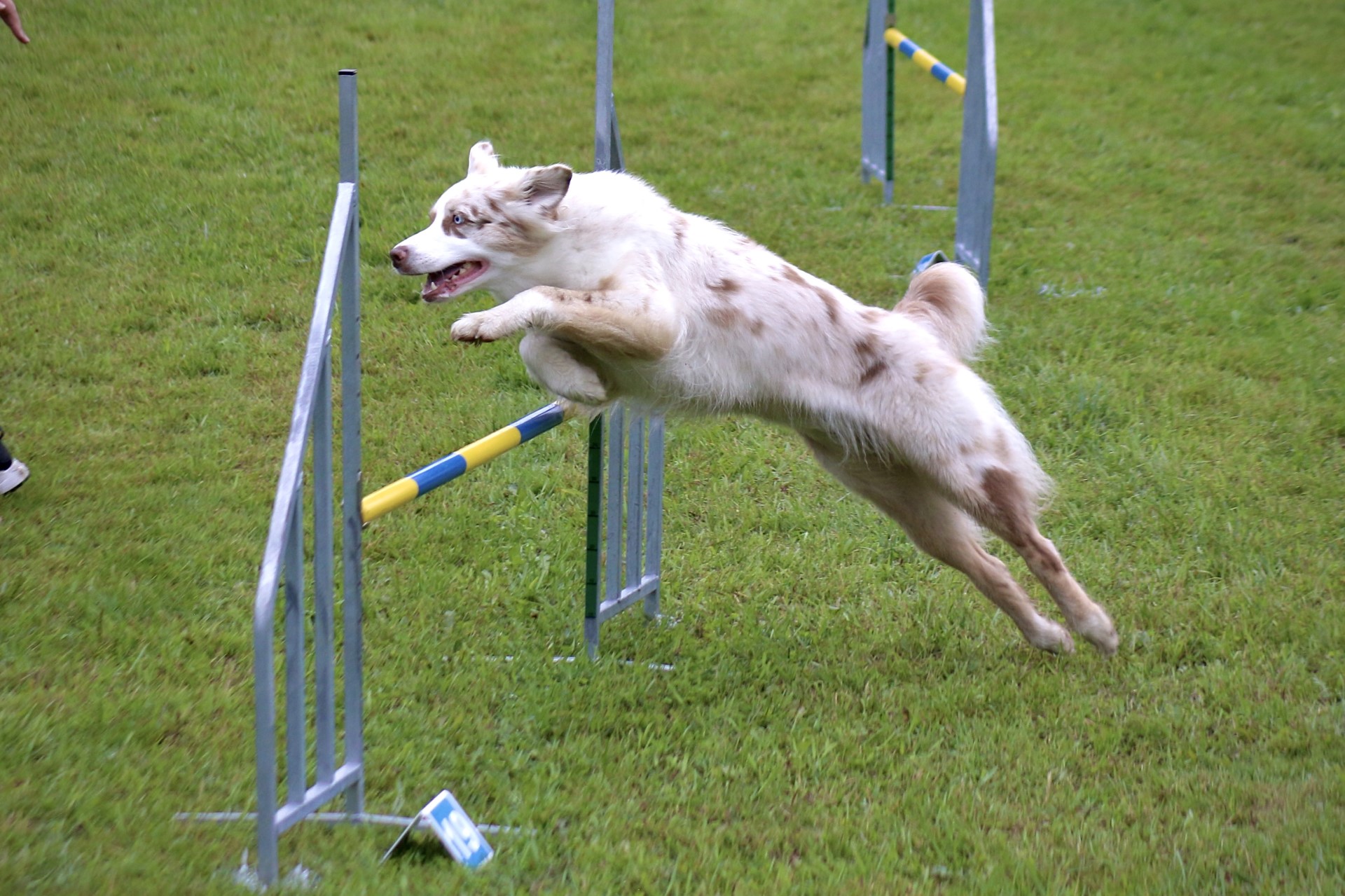 Hund som hoppar över ett hinder