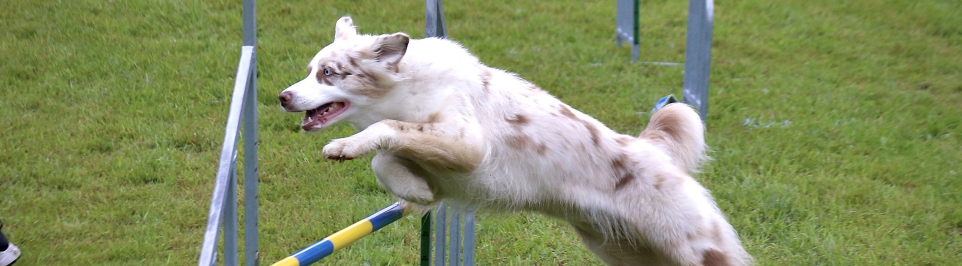 Hund som hoppar över ett hinder