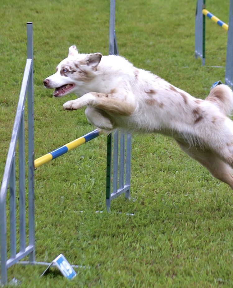 Hund som hoppar över ett hinder
