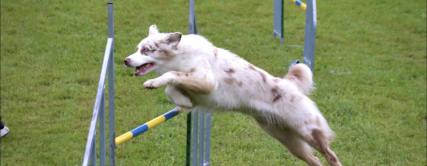Hund som hoppar över ett hinder