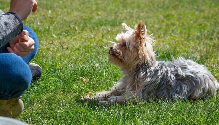 Hundträning