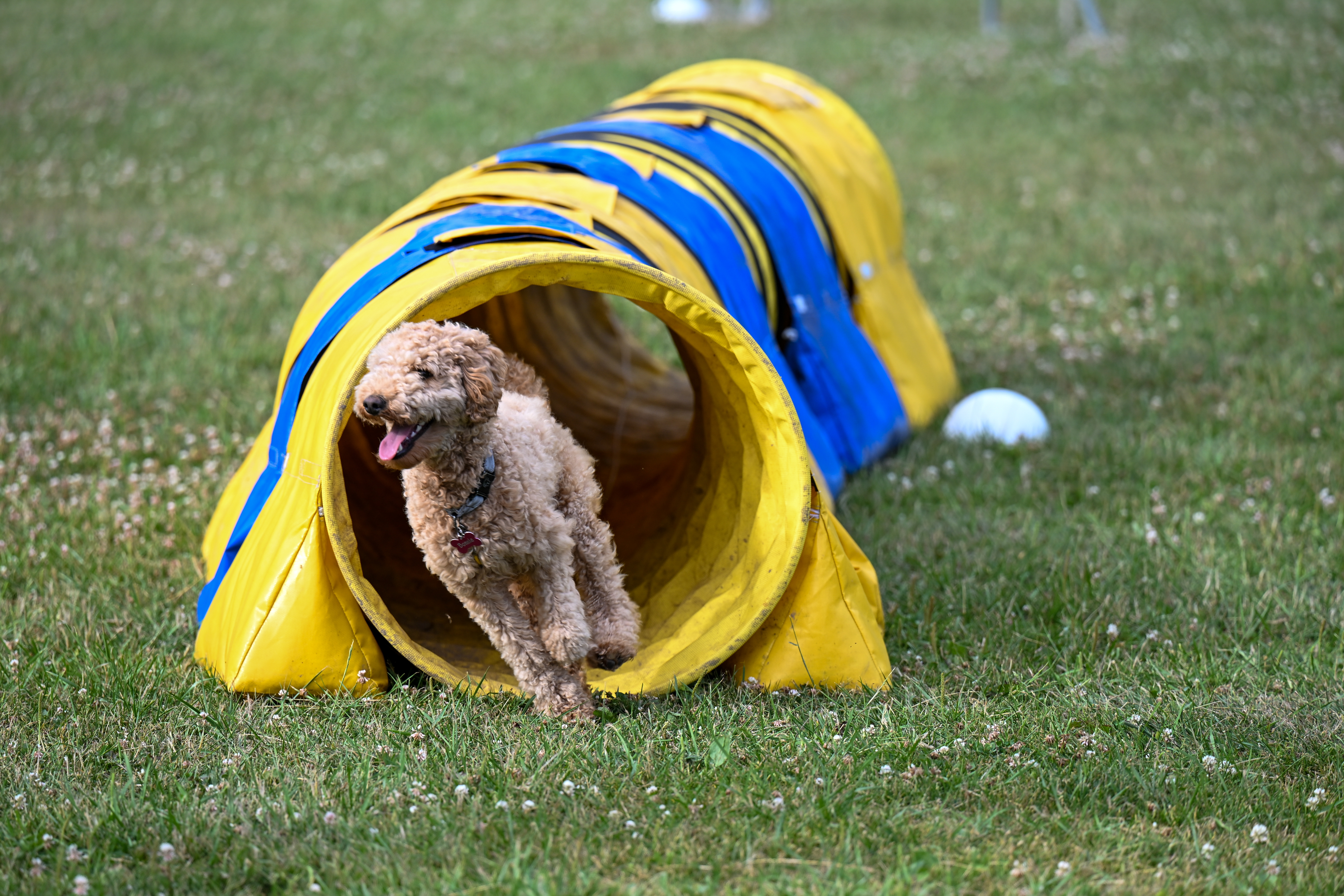 Agility tunnel actionbild