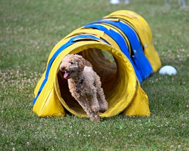 Agility tunnel actionbild