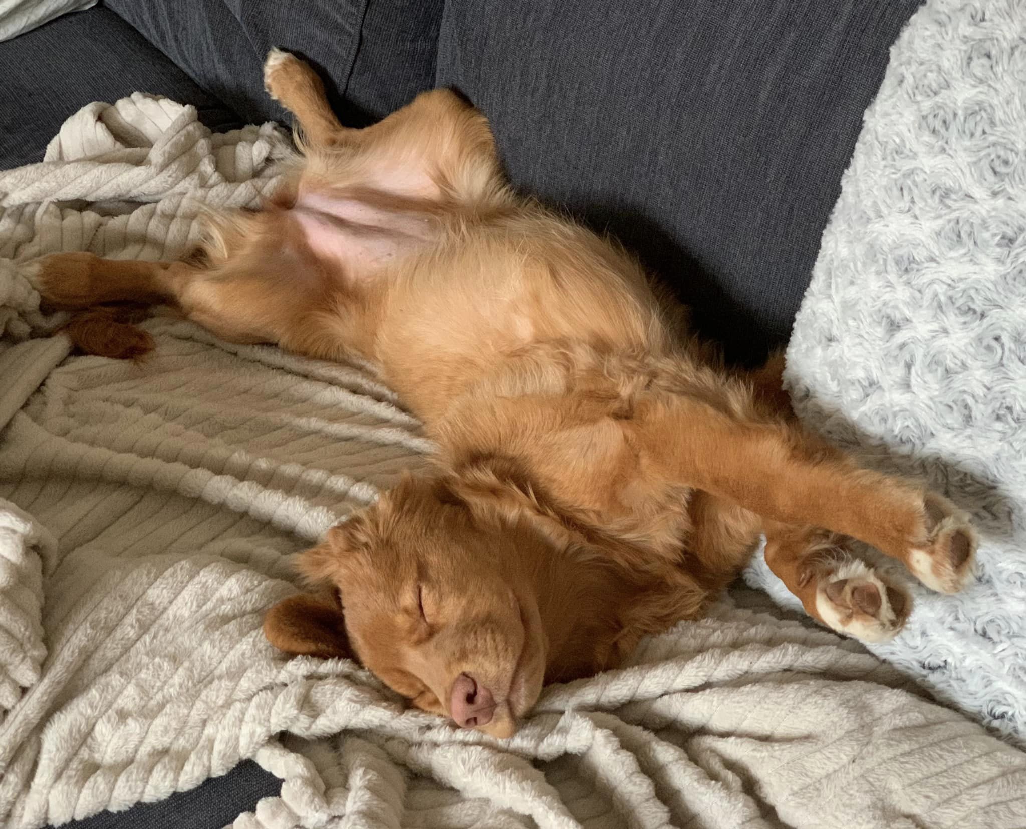 liggande tollare i soffa