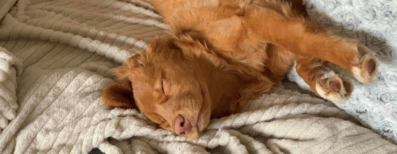 liggande tollare i soffa