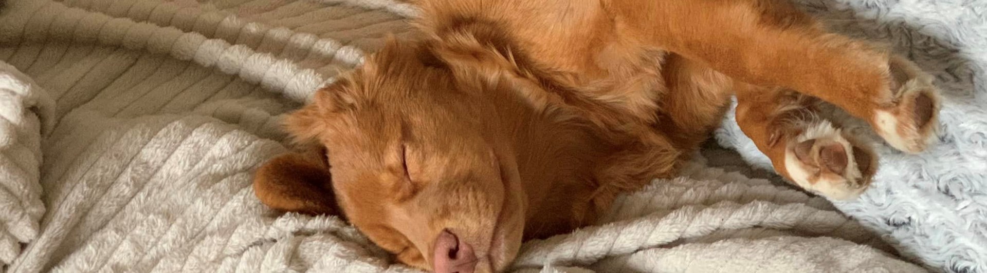 liggande tollare i soffa