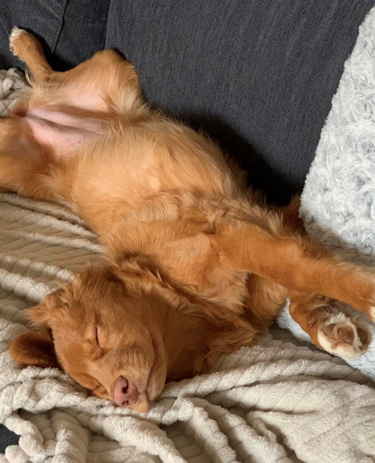 liggande tollare i soffa