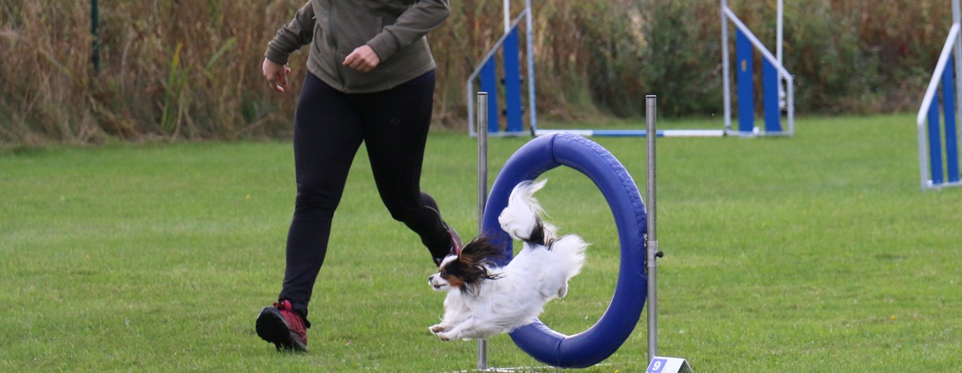 Ett tävlingsekipage i tävling agility