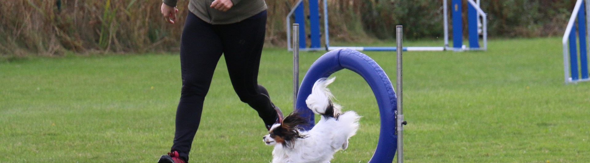 Ett tävlingsekipage i tävling agility