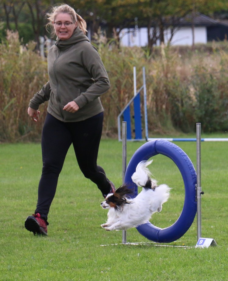 Ett tävlingsekipage i tävling agility