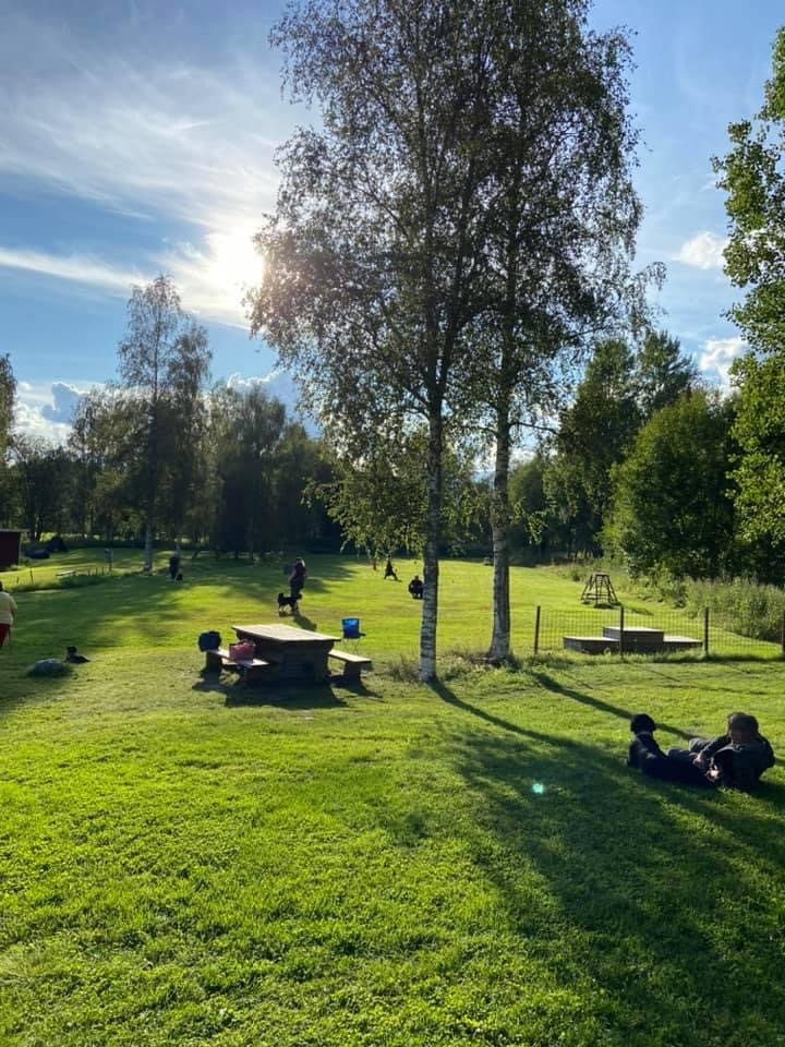 En solig sommardag med flera ekipage på träningsplanen. En förare ligger i skuggan tillsammans med sin hund i gräset och kollar på dem andra. 