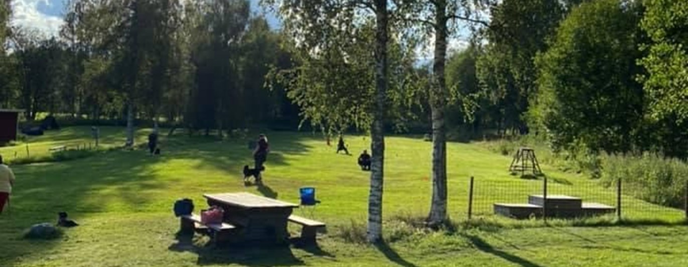 En solig sommardag med flera ekipage på träningsplanen. En förare ligger i skuggan tillsammans med sin hund i gräset och kollar på dem andra.