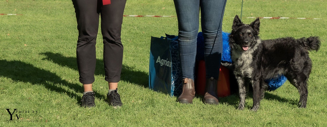 BIS vinnare 2024, en mudi