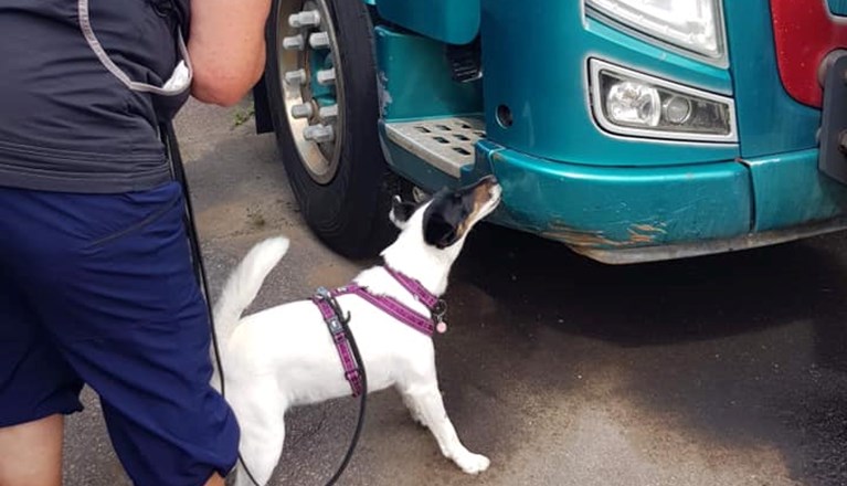 Foxterrier som markerar gömma på en bil