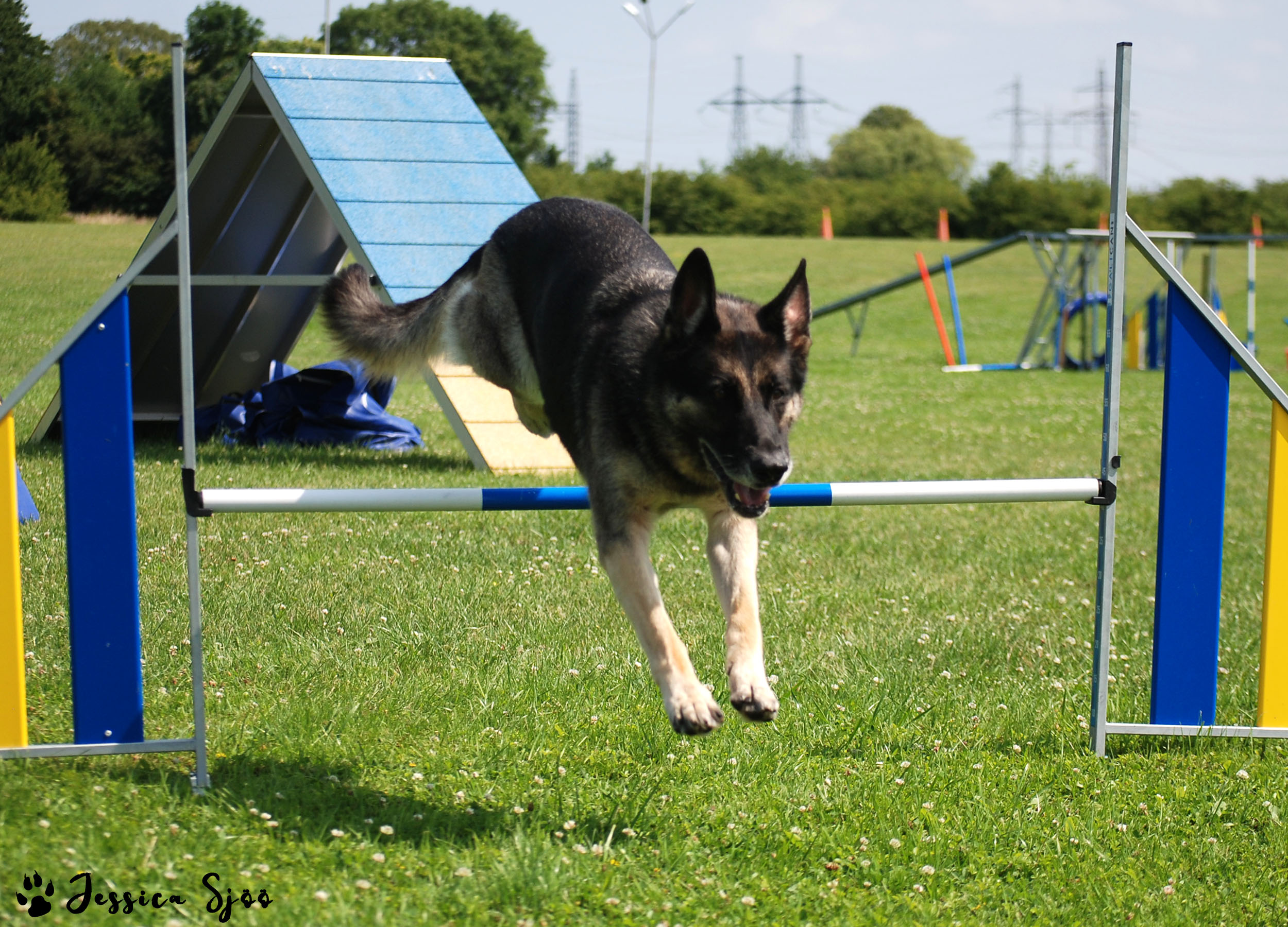 Schäfer på väg över hopphinder i agility.