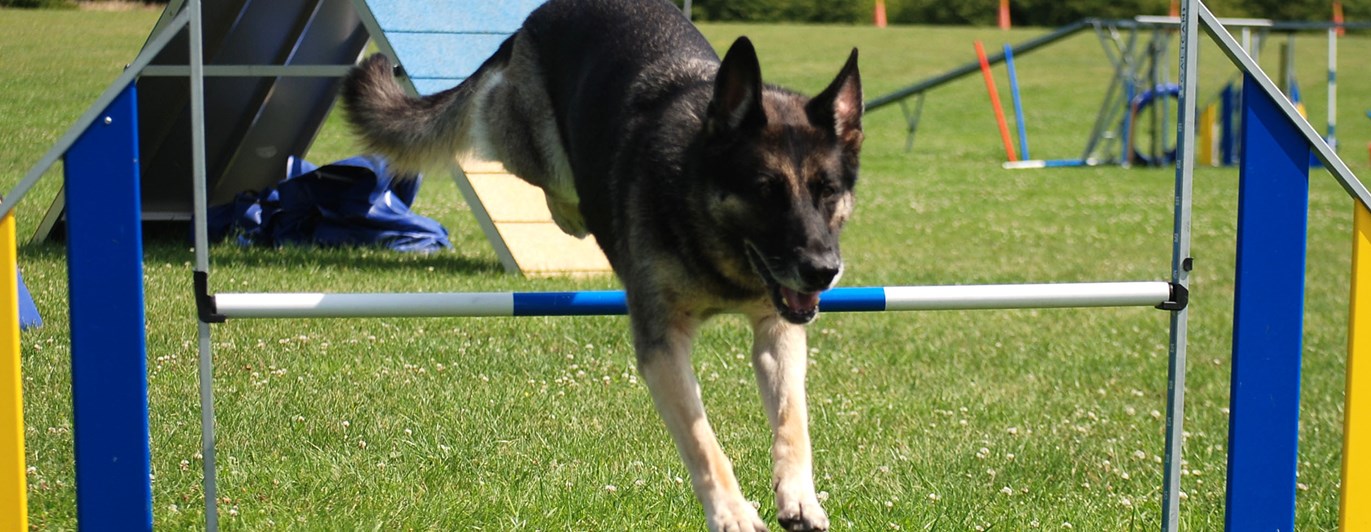 Schäfer på väg över hopphinder i agility.