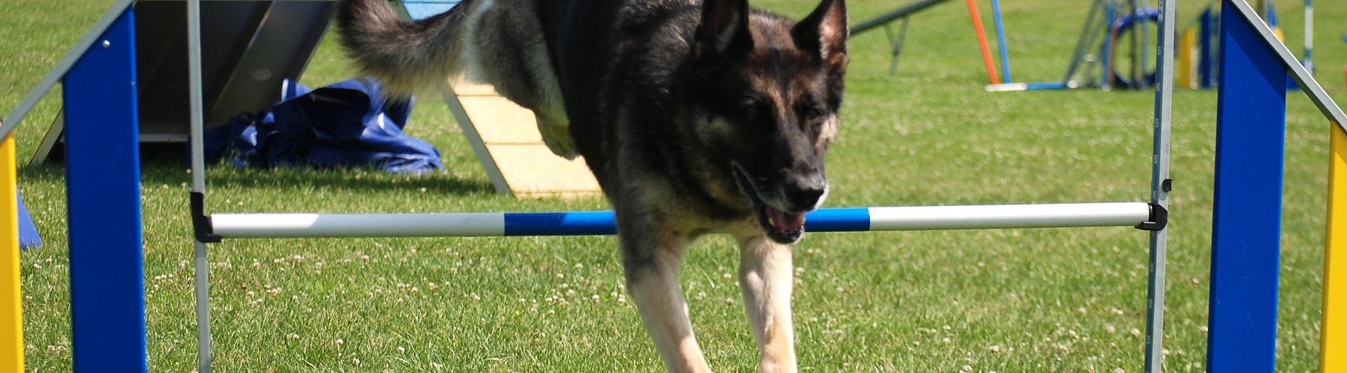 Schäfer på väg över hopphinder i agility.