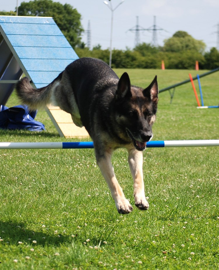 Schäfer på väg över hopphinder i agility.