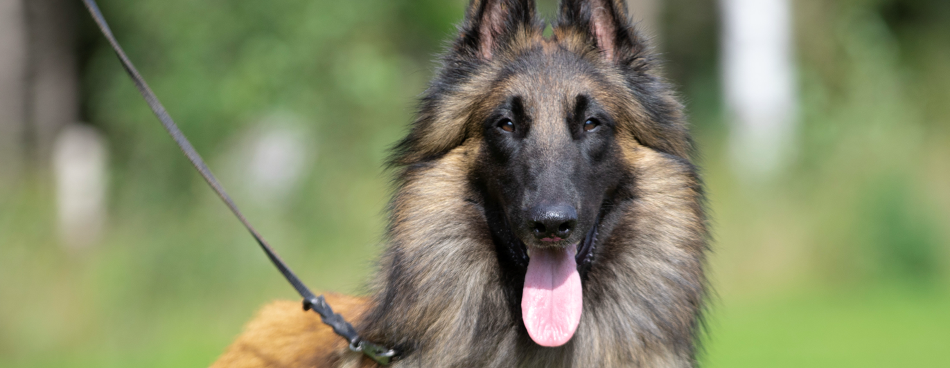 Belgisk vallhund - terv