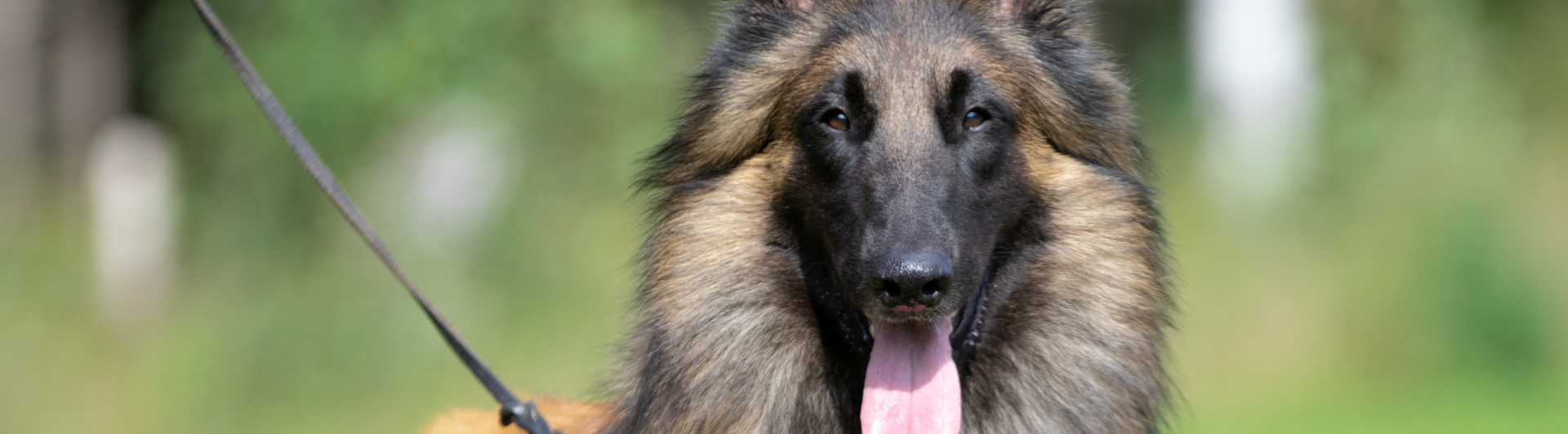 Belgisk vallhund - terv
