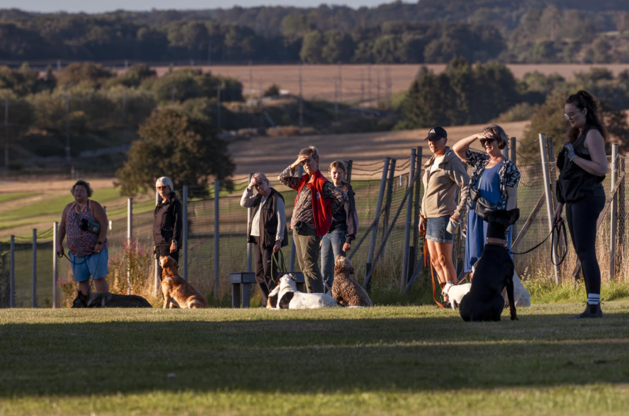 Platsläggning i grupp. Sex hundar tillsammans med sina ägare. 