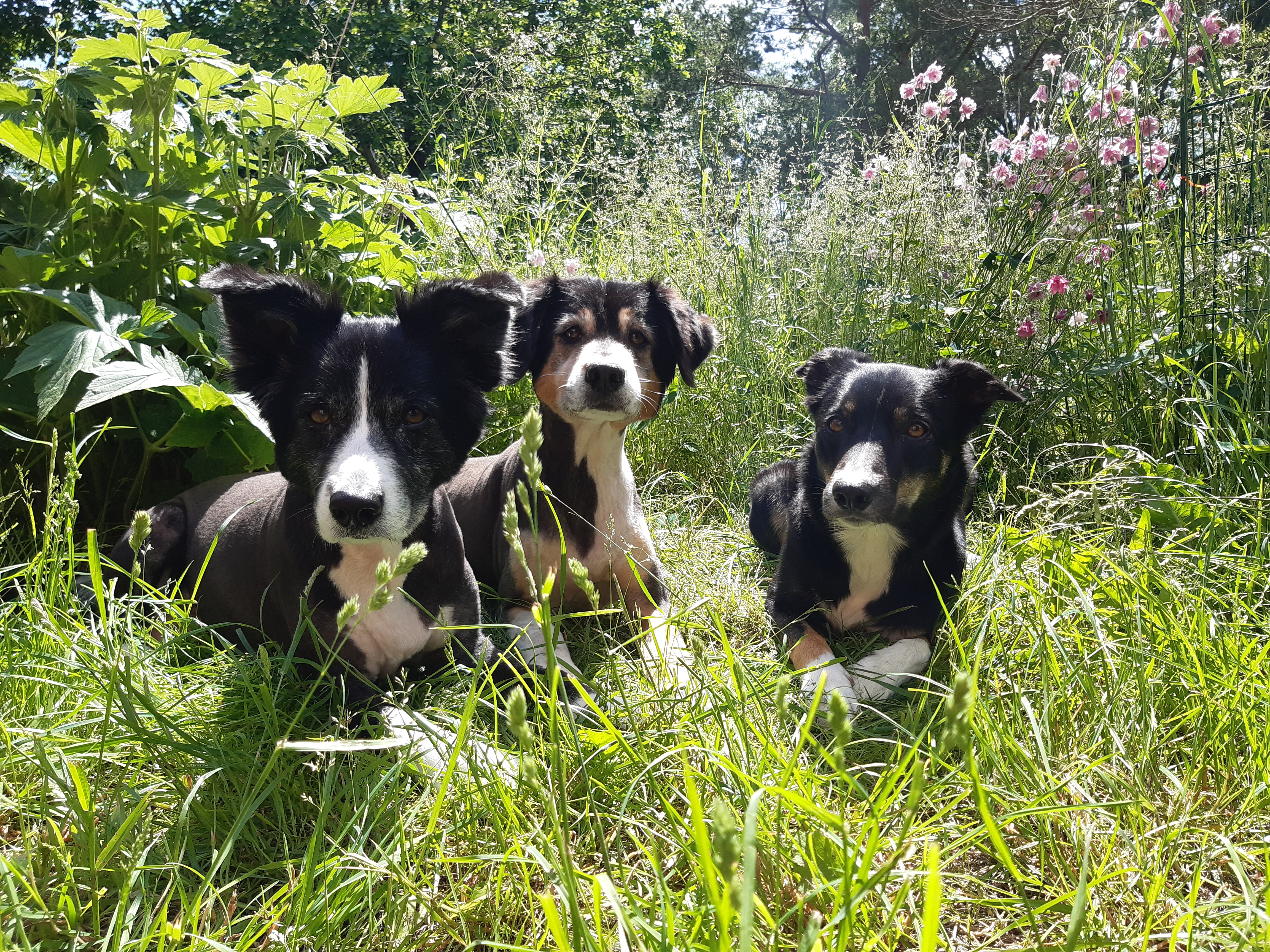 Tre unga Border Collies i långt gräs