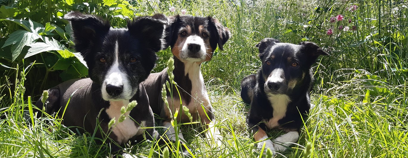 Tre unga Border Collies i långt gräs