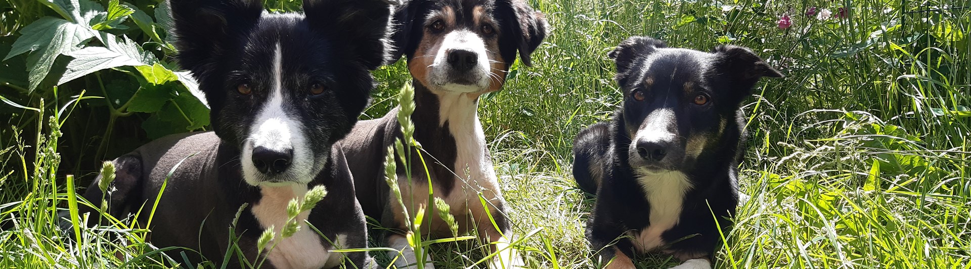 Tre unga Border Collies i långt gräs