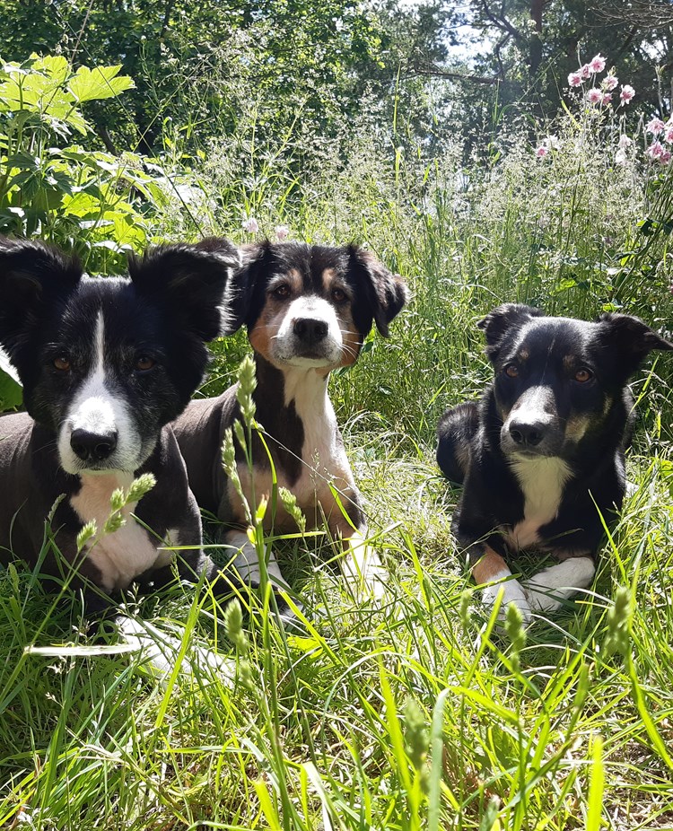Tre unga Border Collies i långt gräs