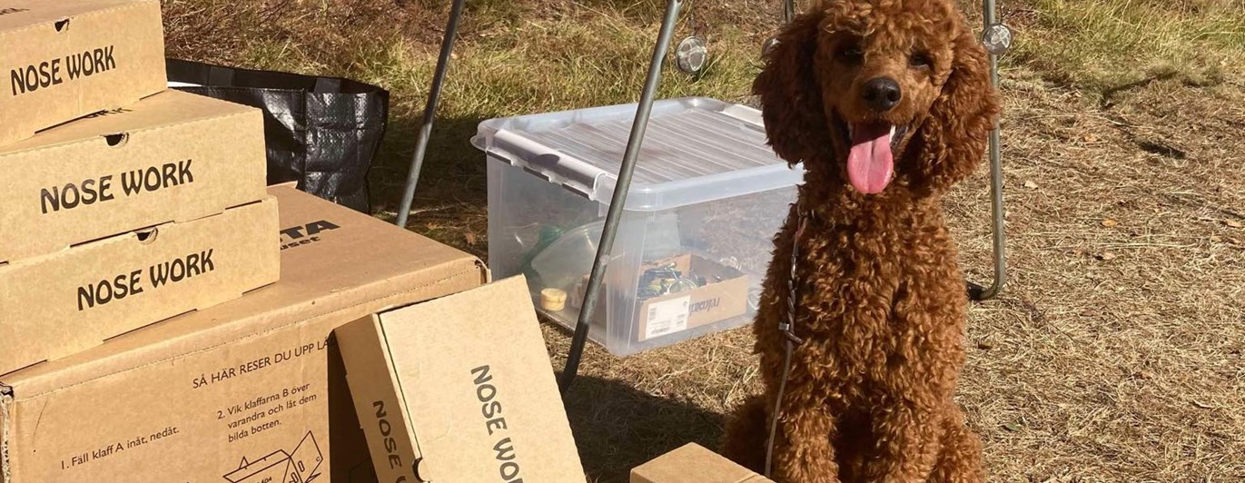 Hund sitter bland Noseworkbehållare