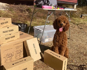 Hund sitter bland Noseworkbehållare