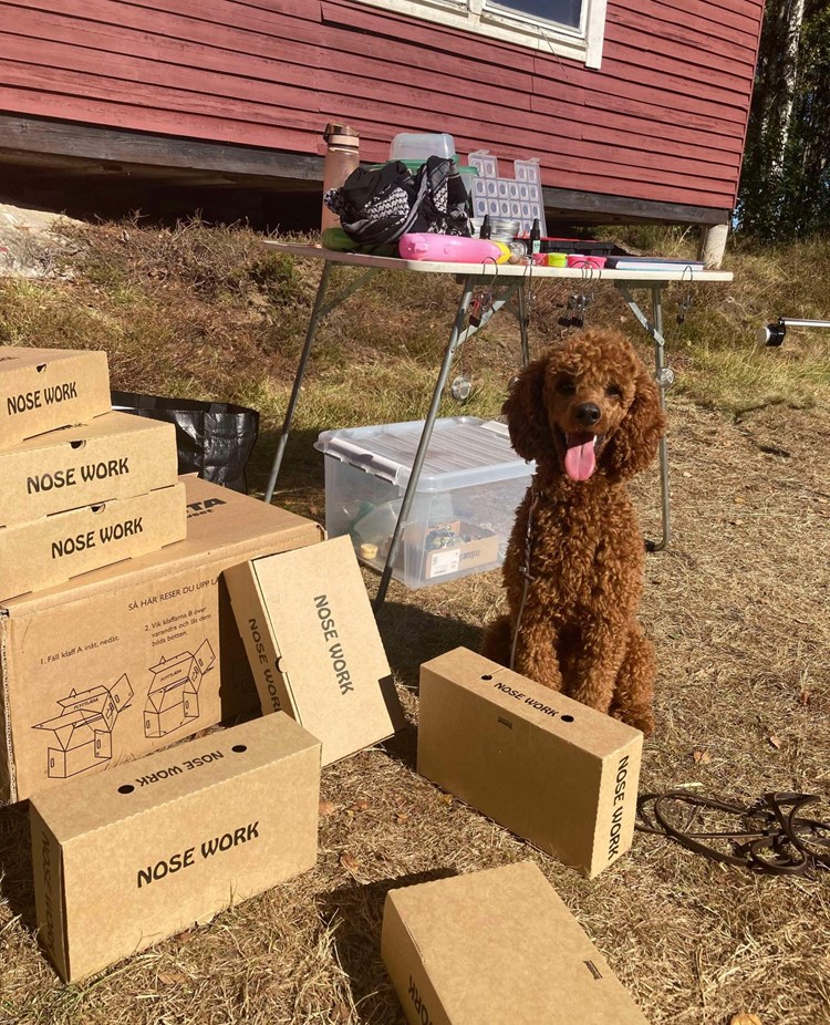 Hund sitter bland Noseworkbehållare