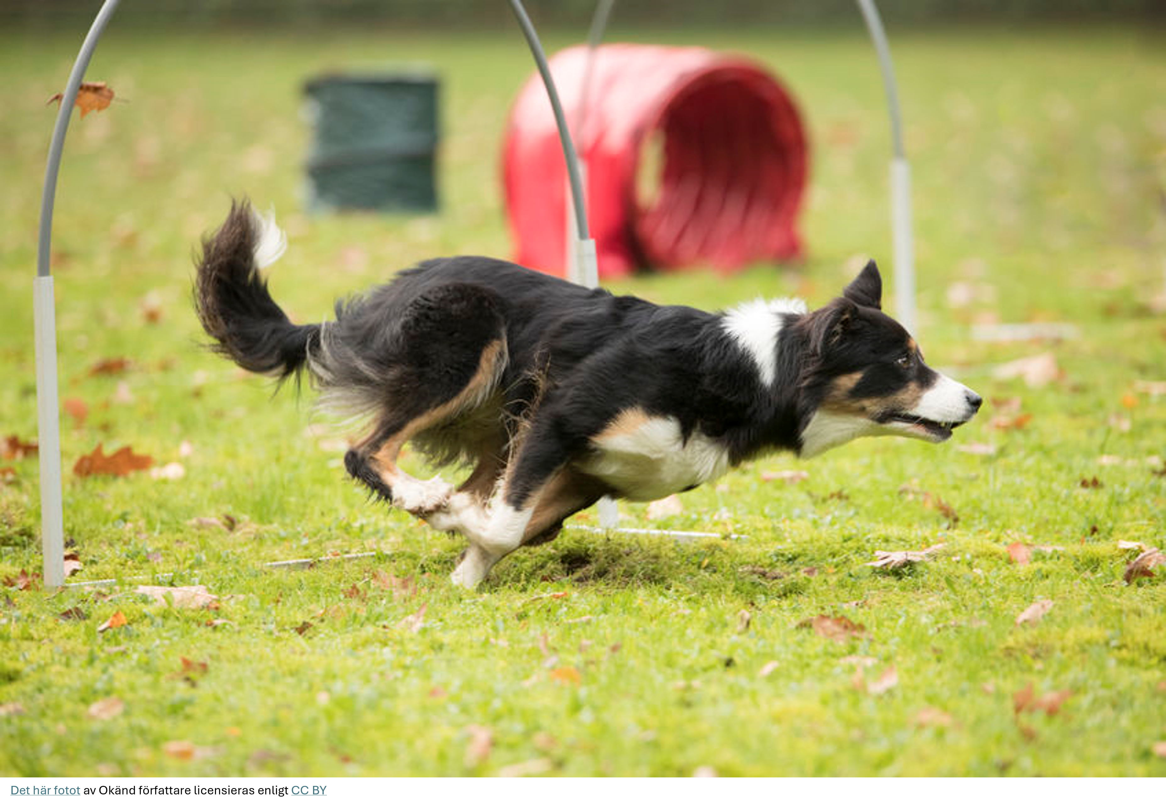 Hund på hoopersbana