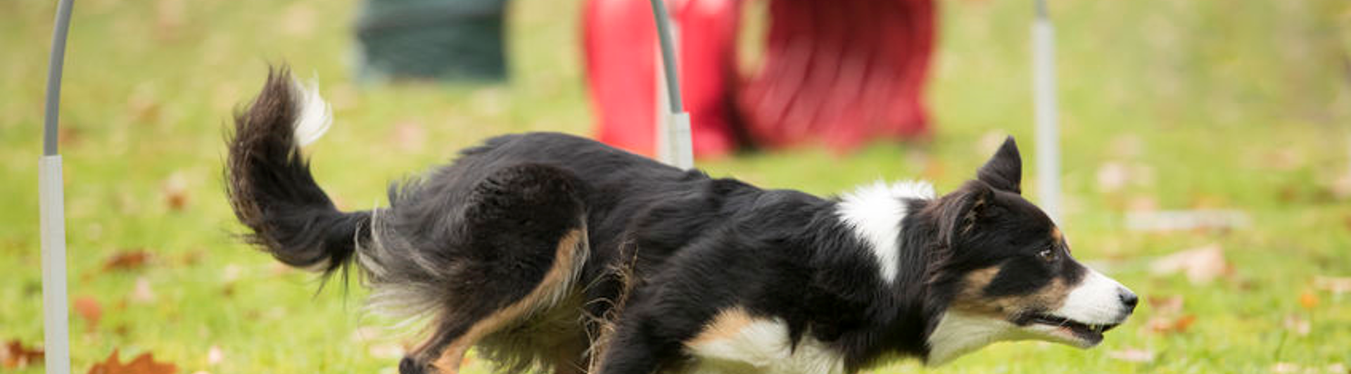 Hund på hoopersbana