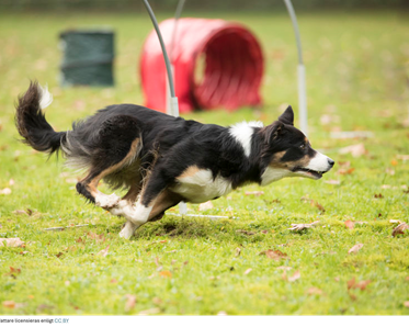 Hund på hoopersbana