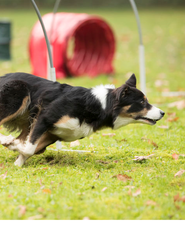 Hund på hoopersbana