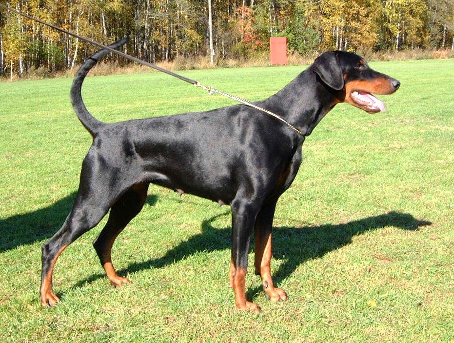 Utställning dobermann