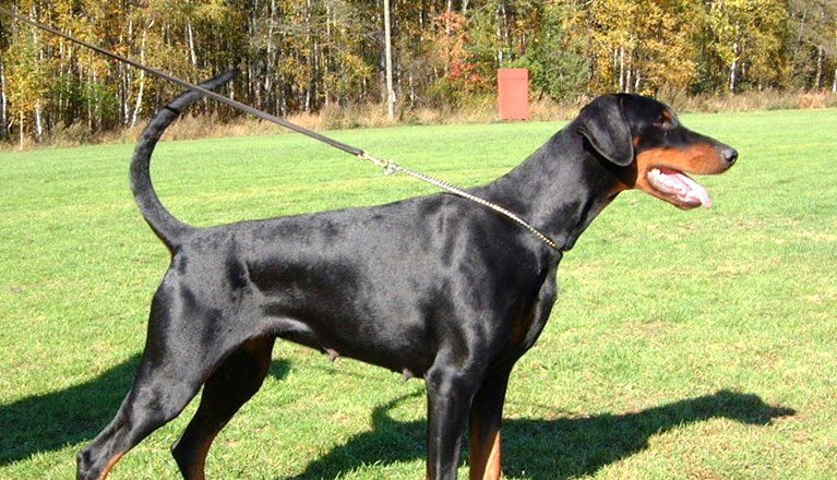 Utställning dobermann