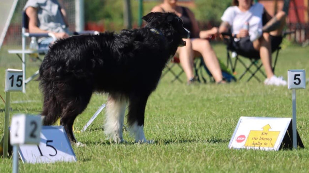 Rallyhund vid skylt 5