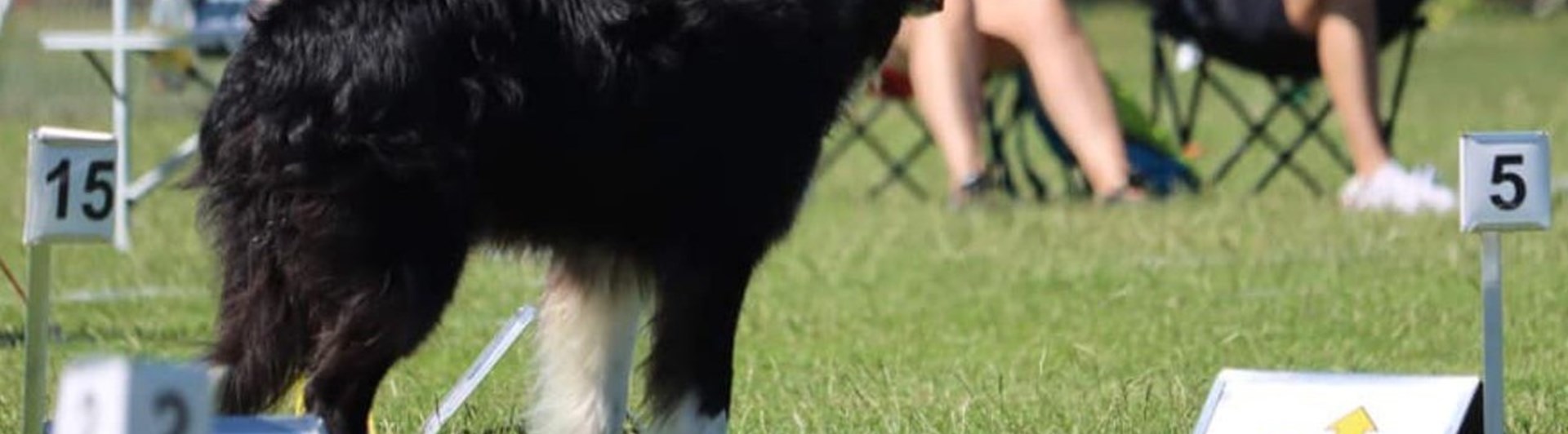 Rallyhund vid skylt 5