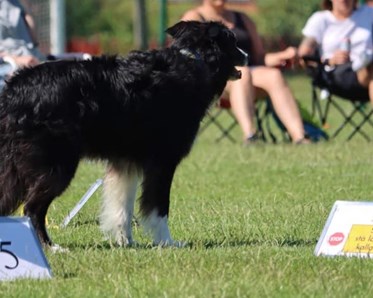 Rallyhund vid skylt 5