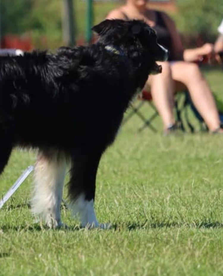 Rallyhund vid skylt 5