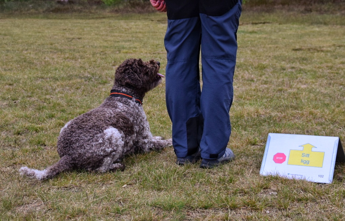 Vino, rallylydnad ligg