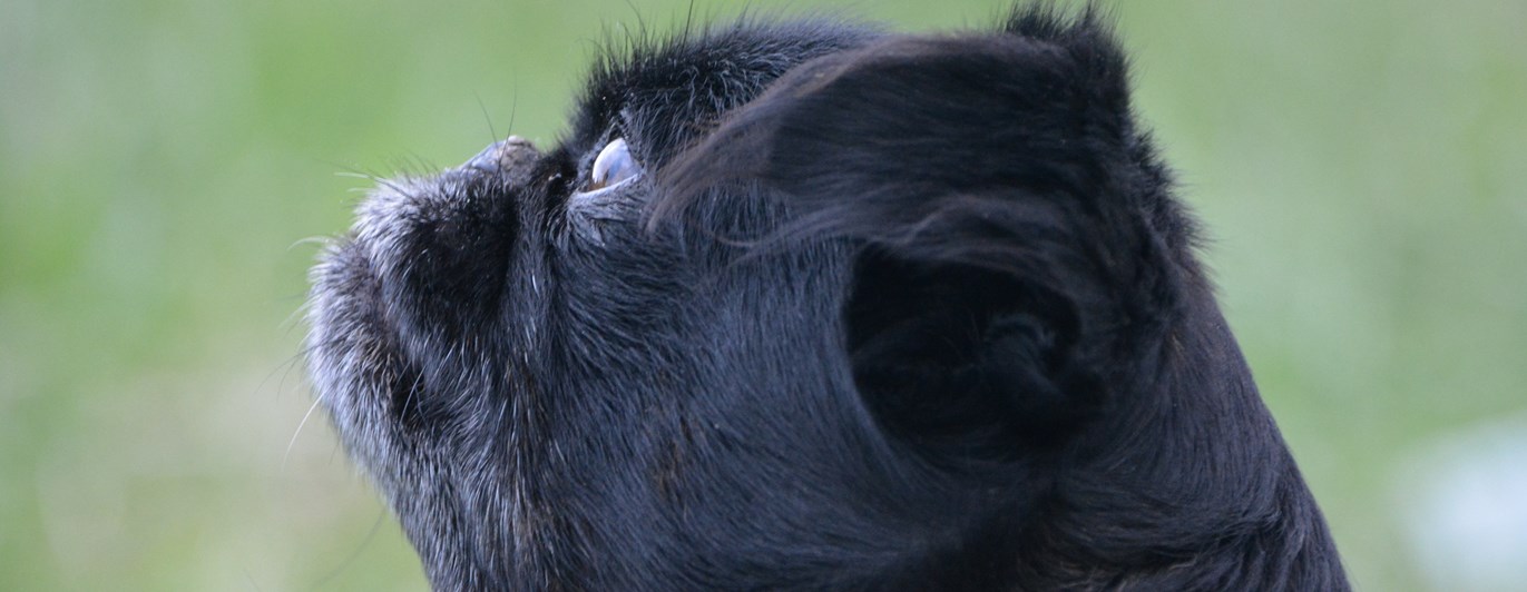 Hund i profil som tittar fokuserat.