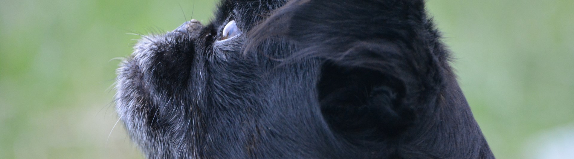 Hund i profil som tittar fokuserat.