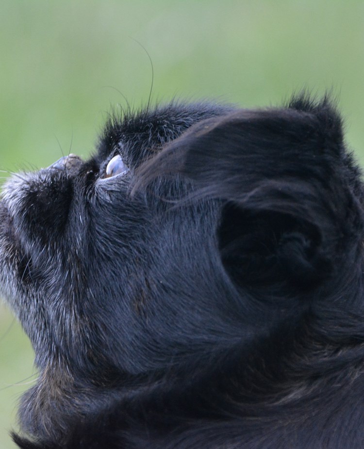 Hund i profil som tittar fokuserat.