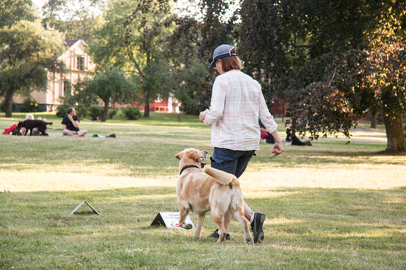 Gul labrador som går en bana i rallylydnad