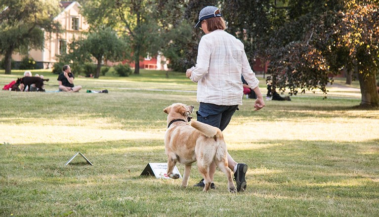 Gul labrador som går en bana i rallylydnad