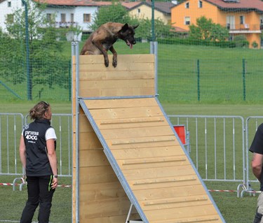 Hund över plank MR